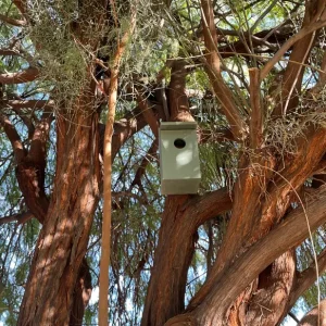 Small predator nesting