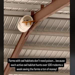 Large Owl Barrel Nesting for Pole Barns