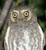 The increasingly endangered Elf Owl