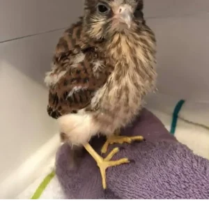 North American Kestrel