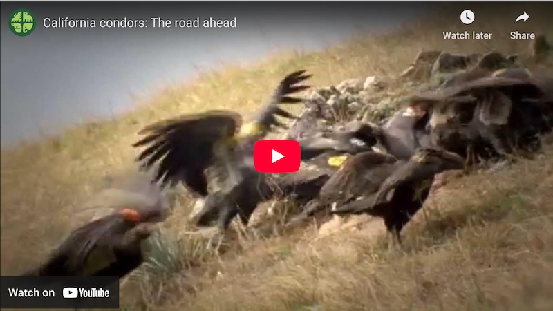 California-Condors-and-Lead-Toxicity-AZ-Wildlife-Resource