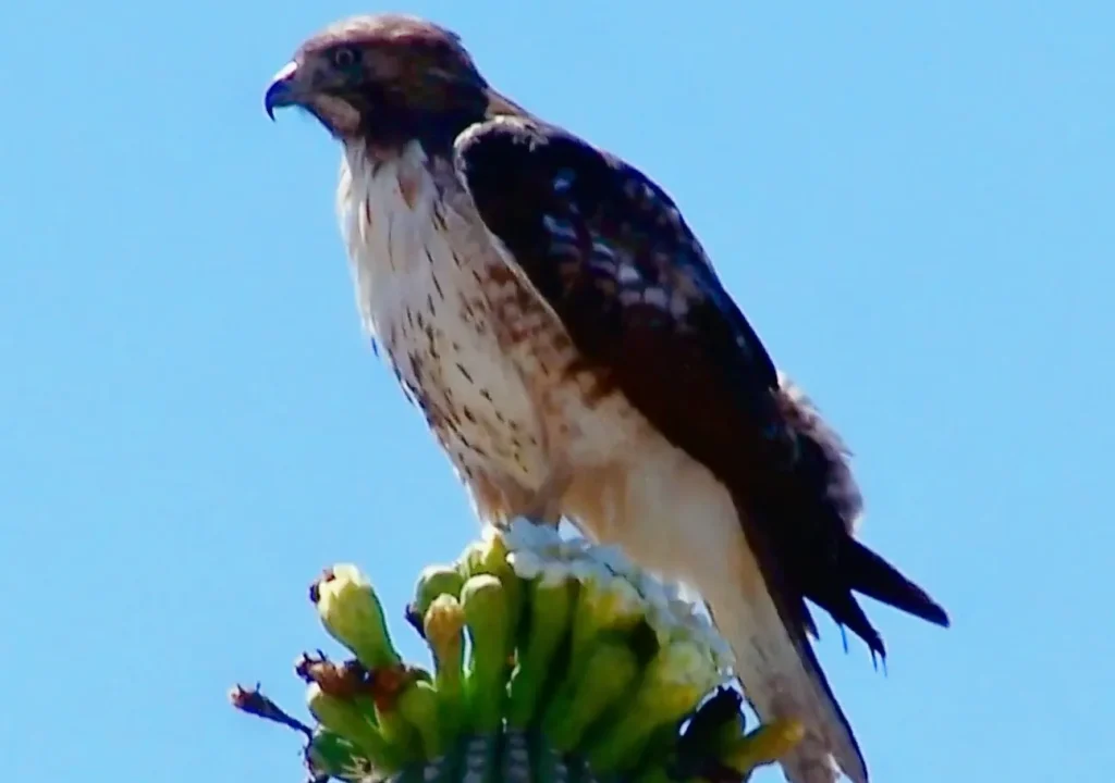 Hawk on Saguaro Cactus