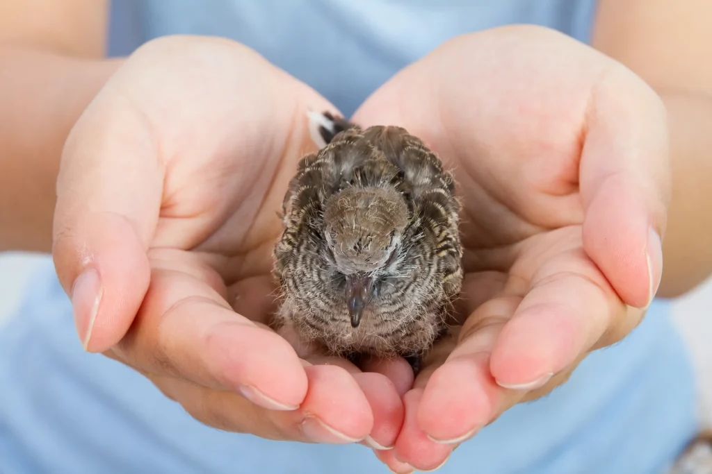 baby bird in hand