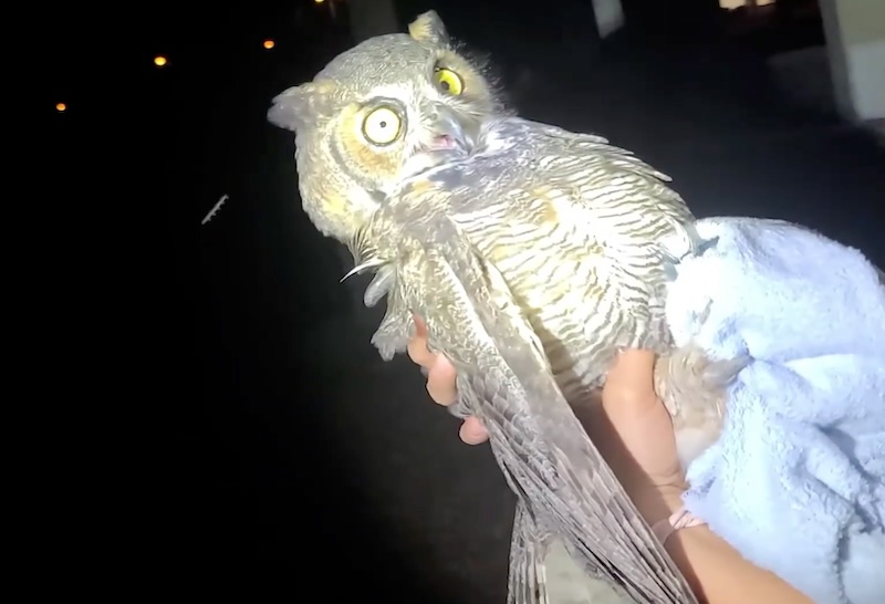 Val rescuing an owl that was electrocuted