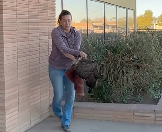 harris-hawk-loses-habitat-and-foot.