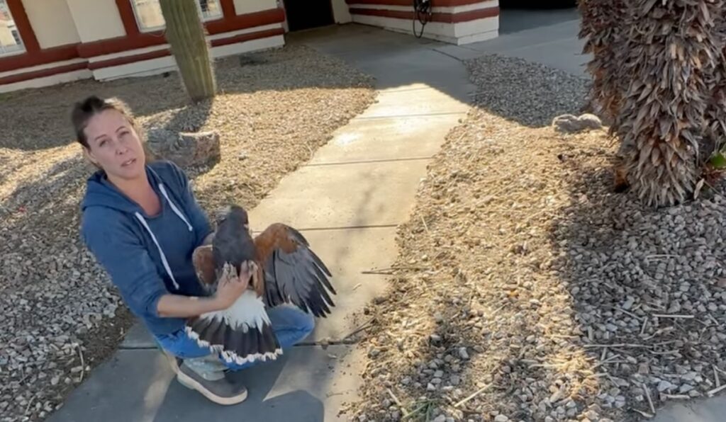 harris hawk neurological damage