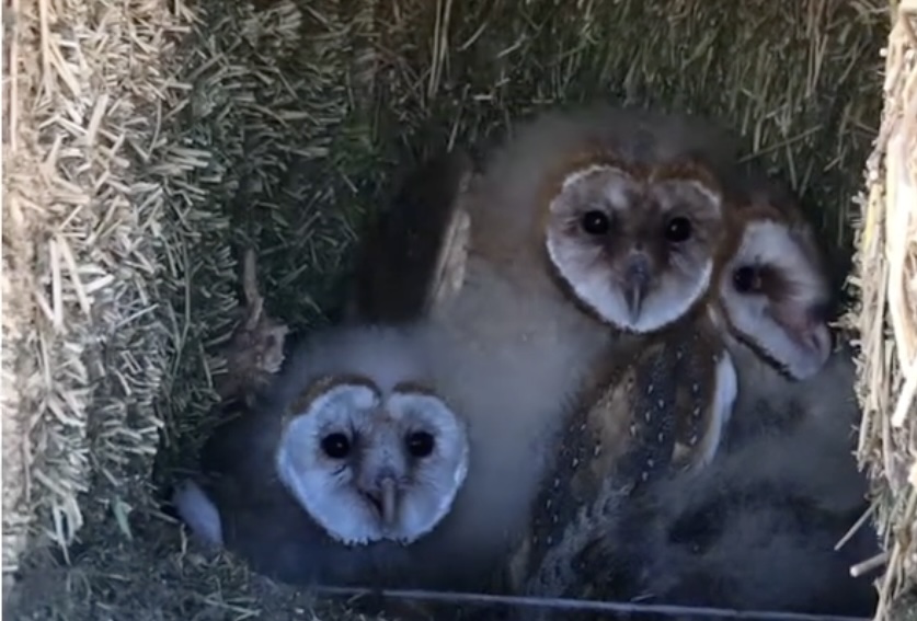 renest barn owl