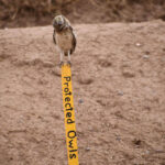 burrowing-owl-sign-ideas (4 of 7)