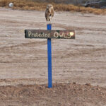 burrowing-owl-sign-ideas (7 of 7)