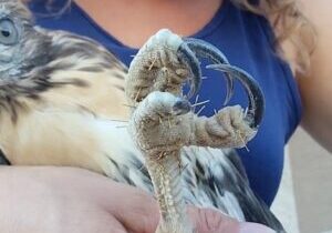 Red-tail-with-hundreds-of-cactus-thorns-on-his-talons-YouTube