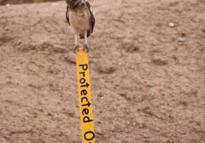 burrowing-owl-sign-ideas (4 of 7)