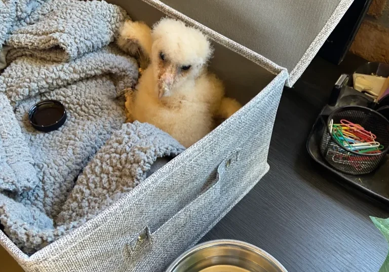 image of an injured animal in a transport box